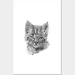 BOBCAT KITTEN - Big Cat Cubs Posters and Art